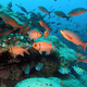 Flower Garden Banks National Marine Sanctuary. Photo: NOAA